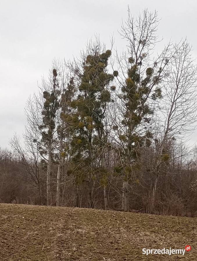 Jemioła swierza Wola Uhruska