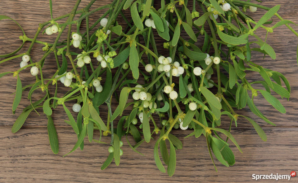 Sprzedam Jemiołę Jemioła hurt 1m3 80 Kule pęczki Ogród łódzkie Piotrków Trybunalski