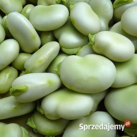 Sprzedam bób Wolbrom