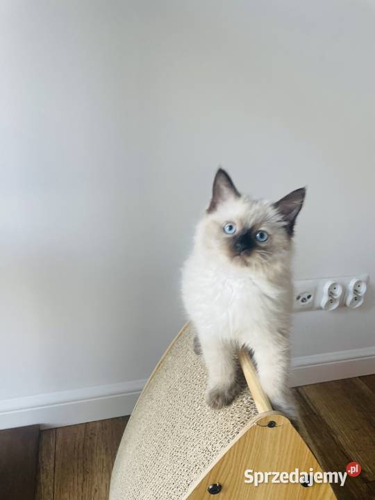 Kocurek Ragdoll gotowy do przeprowadzki Inowrocław