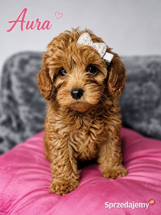 Maltipoo szczeniaki Warszawa Pozostałe mazowieckie