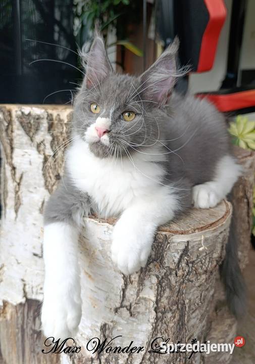 duży niebieski z białym Maine Coon FPL Maine Coon