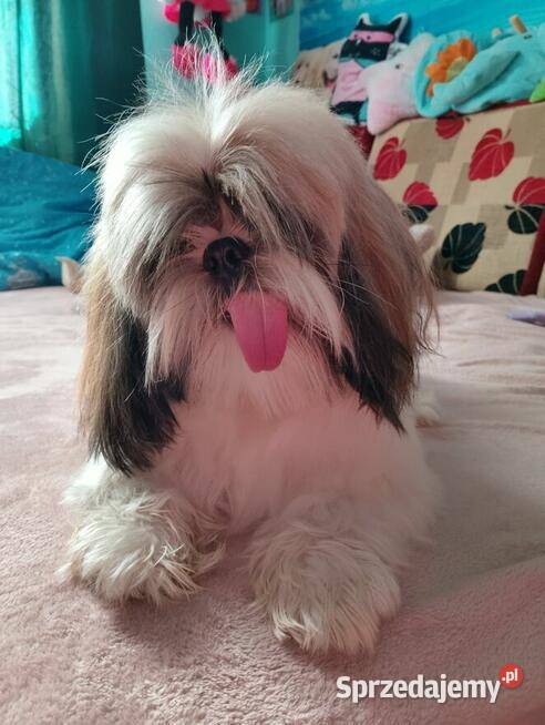 Sprzedam psa Shih tzu Andrychów sprzedam
