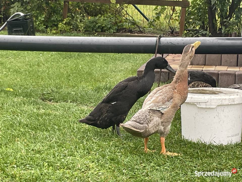 kaczki biegusy Gorzów