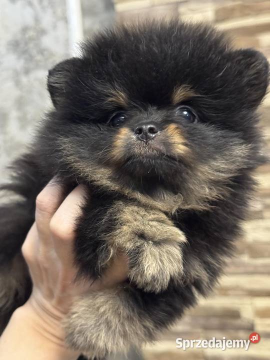 Pomernian dziewczynka black tan FCI Szpic miniaturowy Radom