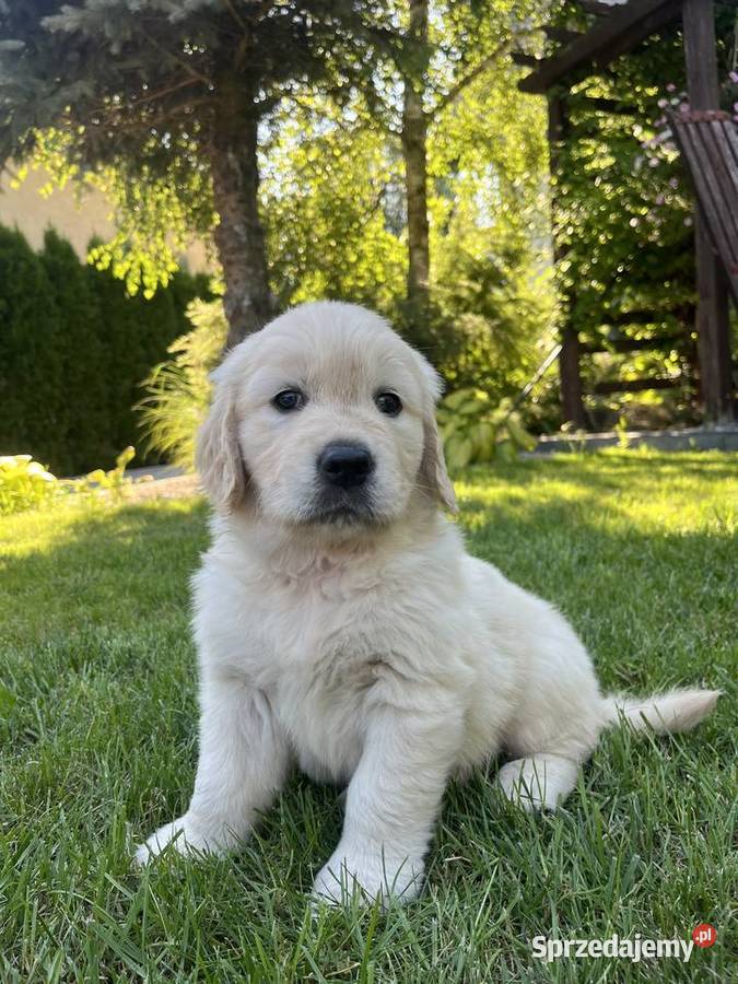 Suczka Golden Retriever FCI ZKwP Lublin