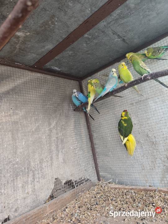 Papugi modrolotki małopolskie Dąbrowa Tarnowska
