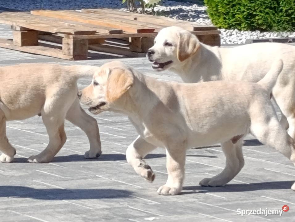 Labrador Milejowice