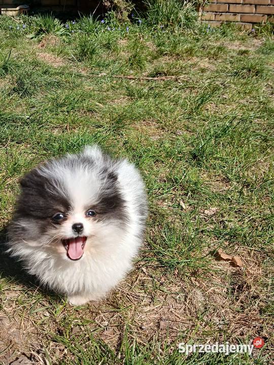Szpic miniaturowy pomeranian Szpic miniaturowy Zakrzewo