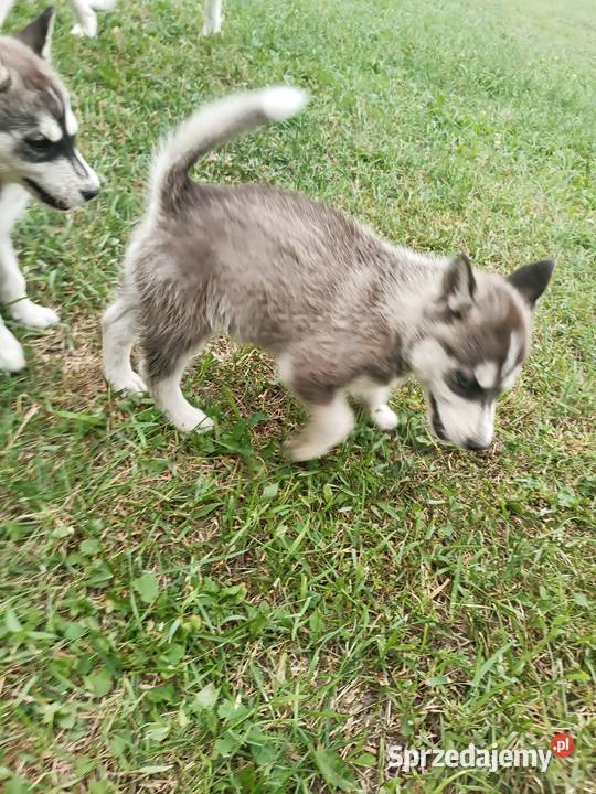 Szczeniak Husky Syberian szczeniaki Husky Widełka