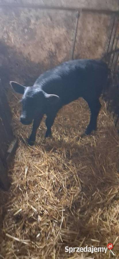 Sprzedam jałoweczke mięsna Książ Wielki