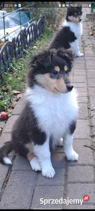 Collie OwczareSzkocki Długowłosy- szczenięta ZKwP (FCI)