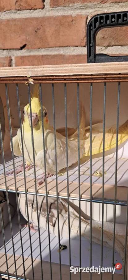 Nimfa lutino samica Proszowice