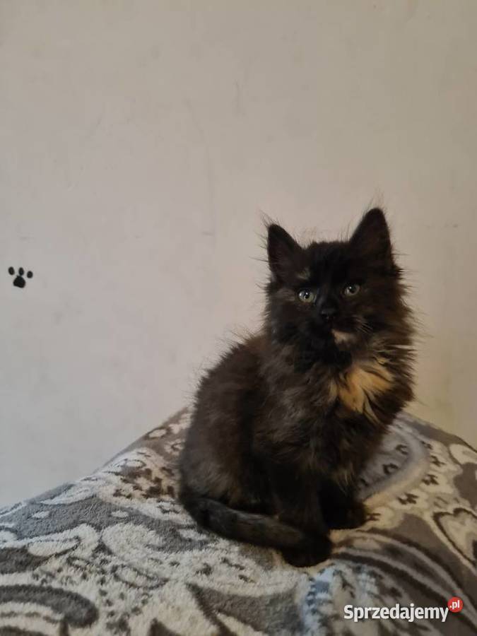 Kotka Maine Coon XXL świętokrzyskie Wola Grójecka