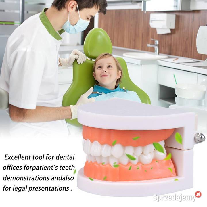 Edukacyjny model zębów dentystycznych Pozostałe