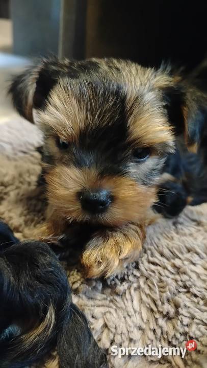 Urocze Yorkshire terrier Miniaturki Łódź