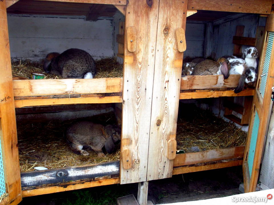 Hodowla królików rasowych i nie Sprzedaż Kłobuck