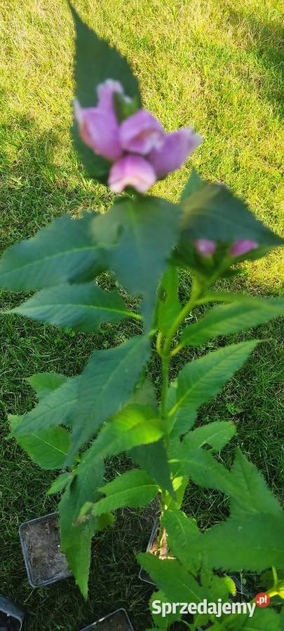 Żółwik ukośny Białystok