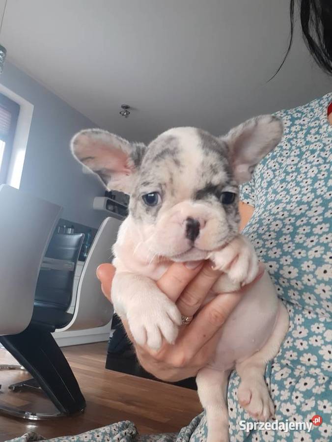 Buldogi francuskie merle blue BŁĘKITNE OCZY zachodniopomorskie Szczecinek