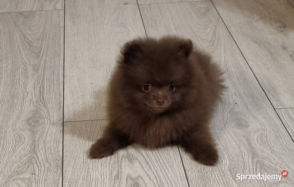 Szpic miniaturowy szczenięta wielkopolskie sprzedam