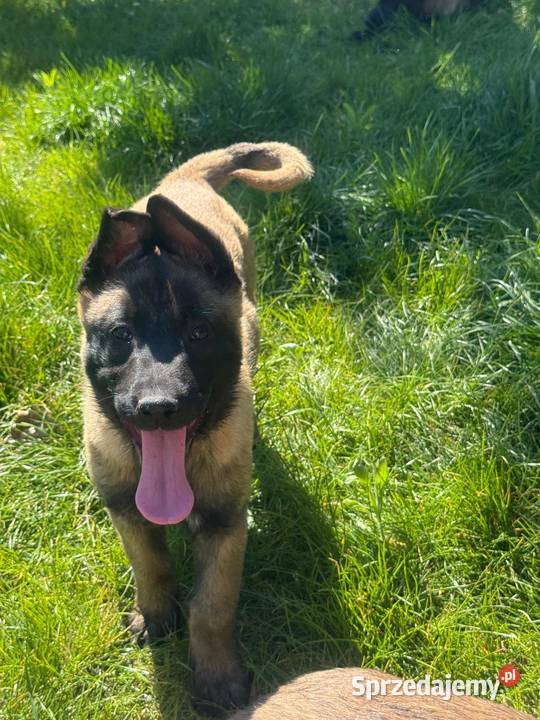 Owczarek Belgijski Malinois Łęczna