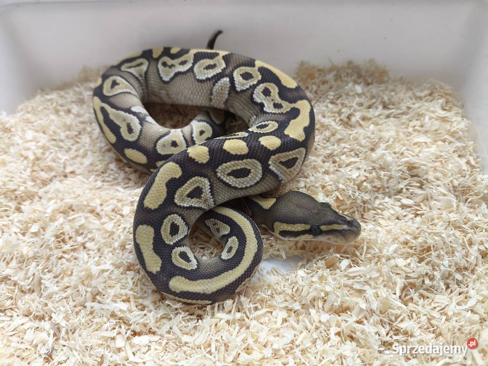 Pyton królewski samiec 232 Boruja Kościelna
