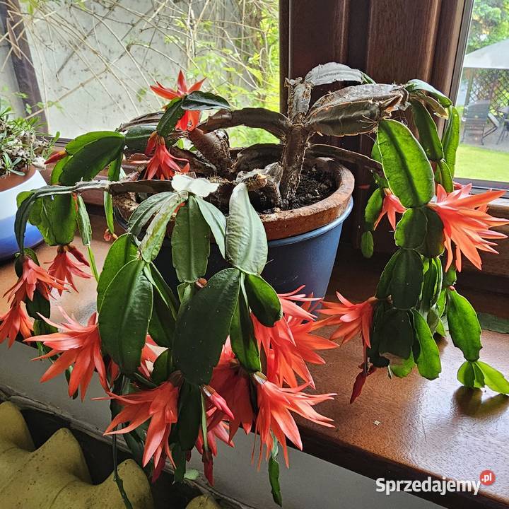 1 Kaktus wielkanocny nie grudnik sukulent małopolskie Oświęcim