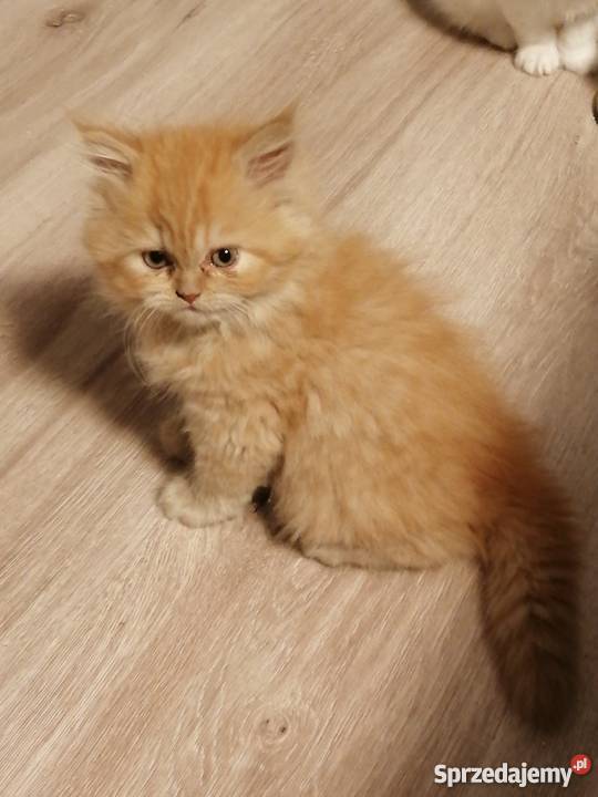 persy białe i rudy Rzeszów