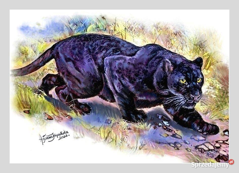 Przyczajony Jaguar akwarela