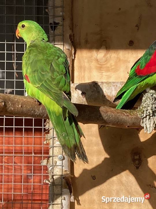 Krasnopiórki czerwonoskrzydłe rudosterki nimfy małopolskie Szaflary sprzedam