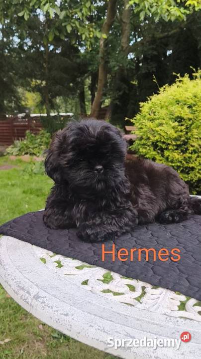 ShihTzu piesek Hermes pomorskie Sopot sprzedam