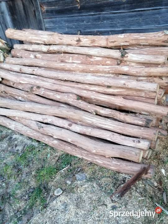 Kołki dębowe okorowane 250 12zl sztuka Leśnictwo Koryciny