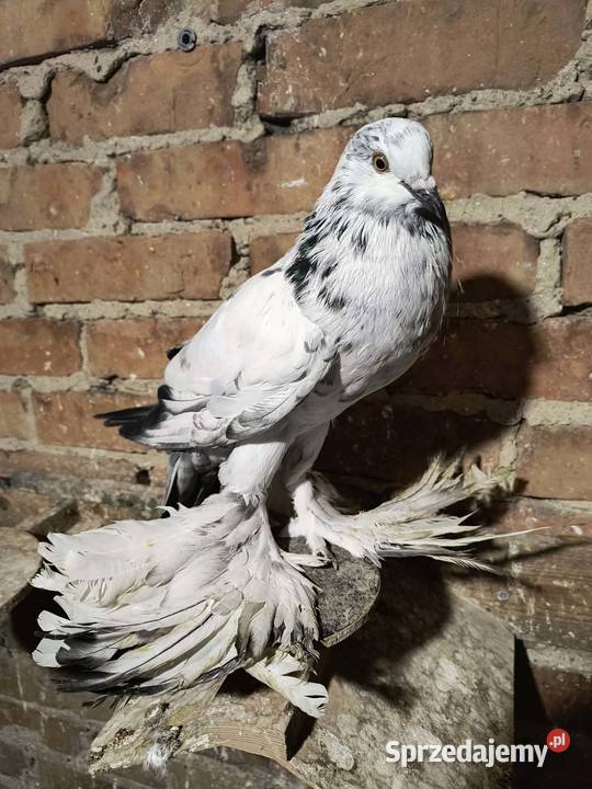 Garlacze pomorskie Lubiechowo