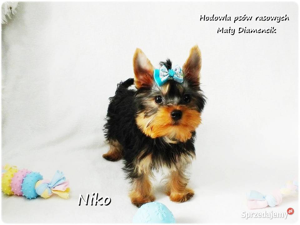 Yorkshire Terrier Malutki Mini Piesek NIKO z Żary