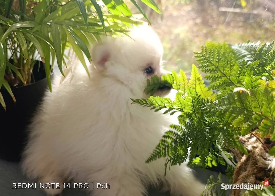 Szpic miniaturowy Przepiękne misie Warszawa