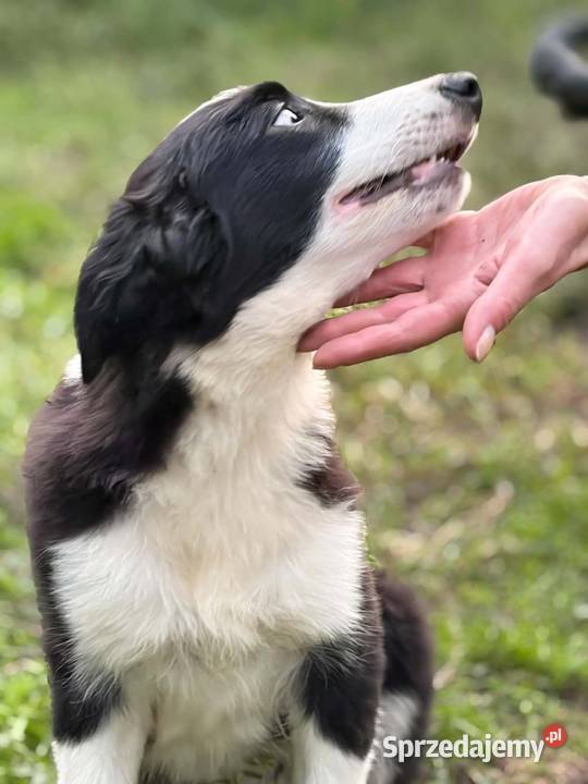 Piękny piesek border collie 5 miesięczny