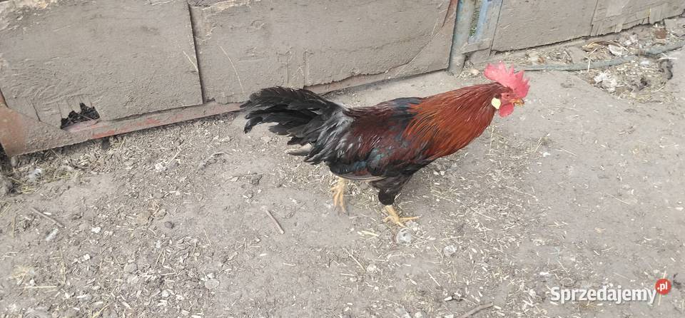 Koguty włoszki legbary 25r Pruchna