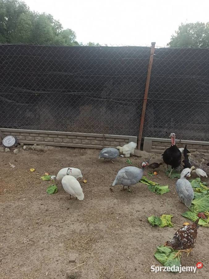 Jaja lęgowe perliczek pantarek perlic Krupe