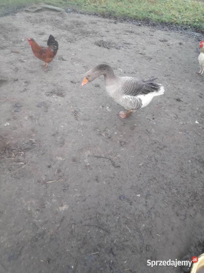 Perliczki zwykle i gasior landes świętokrzyskie Wiślica sprzedam