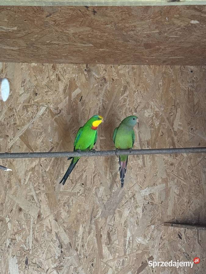 Papugi barabandy Para Ptaki Boruja Kościelna sprzedam
