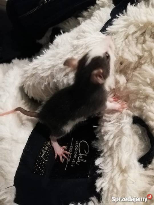 Szczury Szczurki Gryzonie Gryzonie Kielce