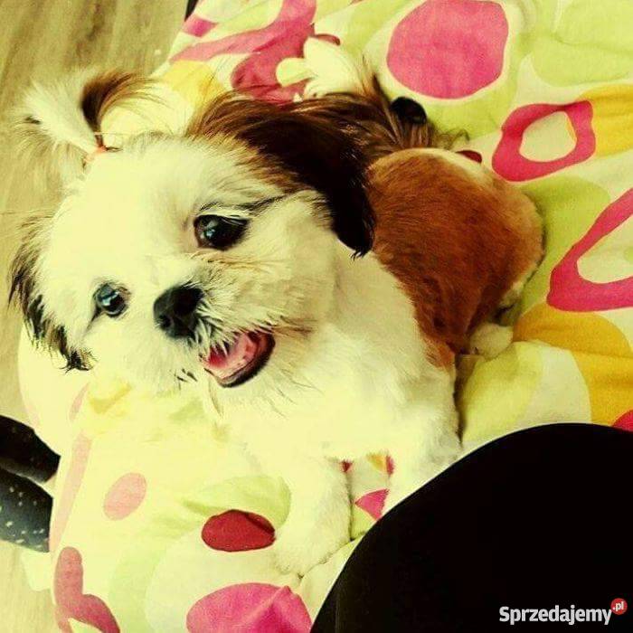 Shih Tzu Suczka Psy Rybnik