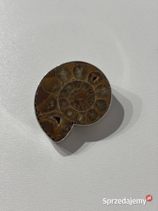 Przypinka Amonity WKruk Orska srebro kujawsko-pomorskie