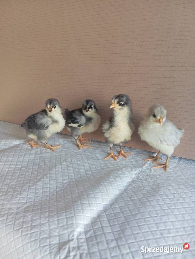 Kurczaki Silverudd Marans Tęczanka Czernichowska Stare Kurowo