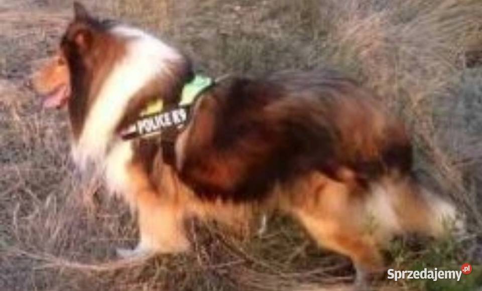 Pies Owczarek Szkocki Collie