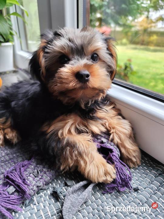 Yorkshire Terrier York Bakałarzewo