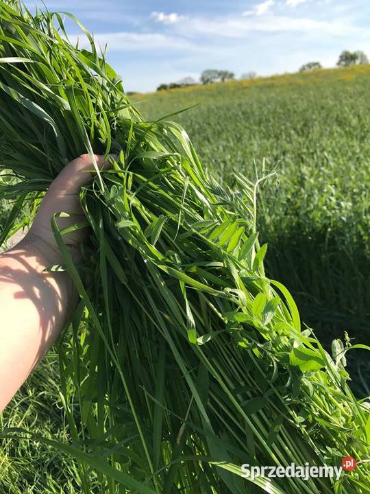 Mrozoodporna mieszanka mieszanka gorzowska Drzonek sprzedam