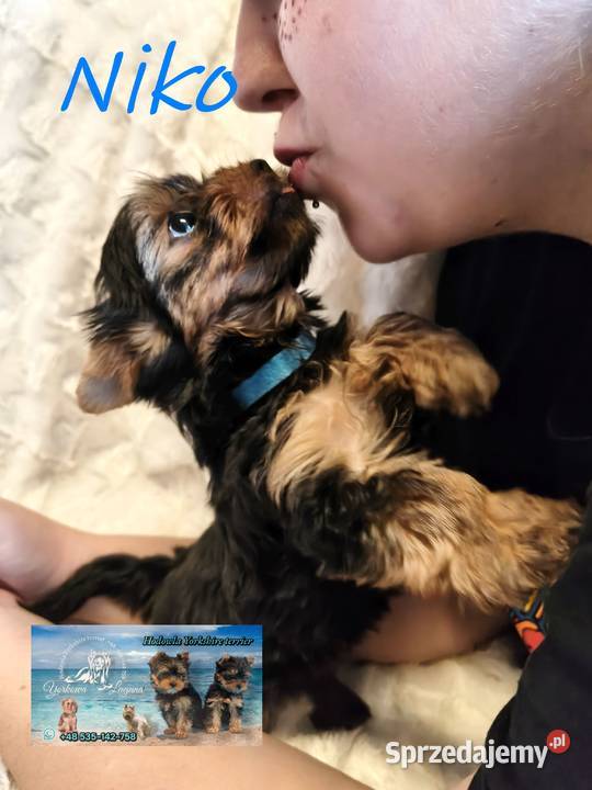 yorkshire terrier chłopiec Kraków