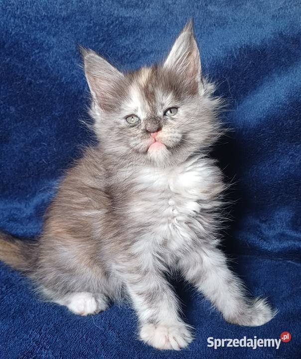 Maine Coon kotka rodowód FPL