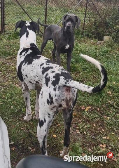 Dog Niemiecki Szczeniaki Oborniki